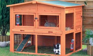 Kandang Kelinci Yang Baik Dan Sehat