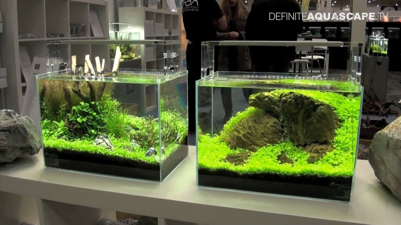26 Model Aquarium Ikan Hias Minimalis Terbaru 2018 Dekor Rumah